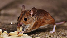 24 Hour & Emergency Exterminators in Lewis, NY